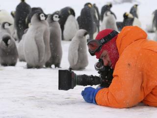 обои Среди пингвинов фото
