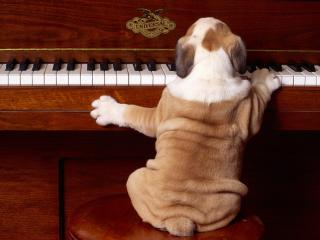 обои Пёс-пианист фото