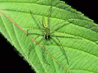 обои Green Lynx Spider фото