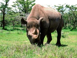 обои Большой носорог фото