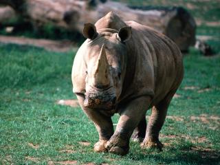 обои Боевой носорог фото