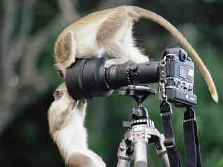 обои Любопытные обезьяны фото