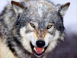 обои Свирепый серый волк фото