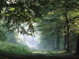 обои Весенний лес в Германии фото