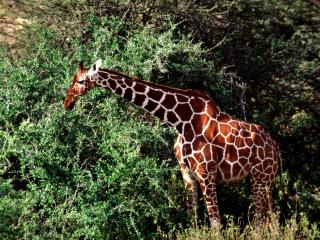 обои Уставший жираф фото