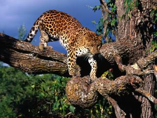 обои Амурский леопард на дереве фото