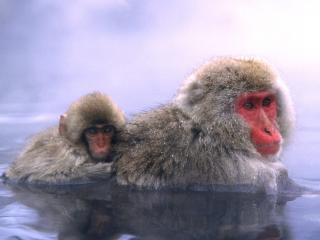 обои Relaxing Japanese Snow Monkey фото