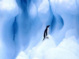 обои Одинокий пингвин фото