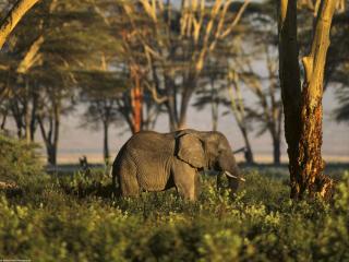 обои Африканской слон на свободе фото