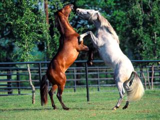 обои Andalusians фото