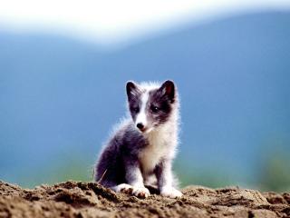обои Arctic Fox Kid фото