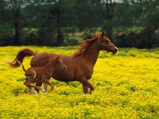 обои Arabian Mare and Foal фото