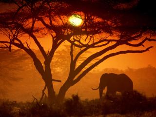 обои Слон на солнцепёке фото