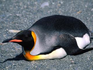 обои Большой королевский пингвин фото