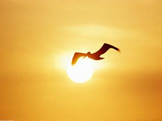 обои Пеликан в лучах солнца фото