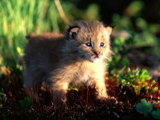 обои Canada Lynx Kitten фото