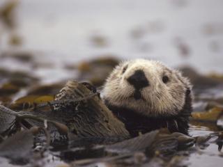 обои Sea Otter фото