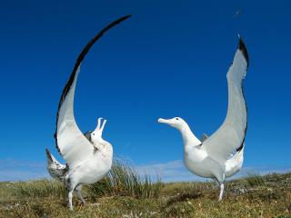 обои Удивленные альбатросы фото
