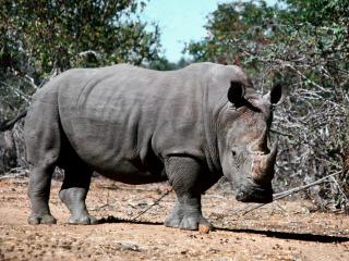обои Мощный носорог фото