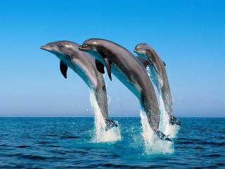 обои Игры дельфинов фото