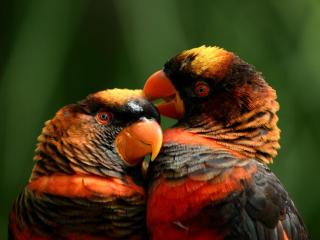 обои Влюбленные попугайчики фото