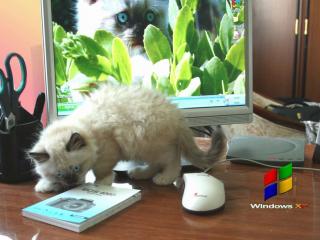 обои для рабочего стола: Котёнок у компьютера