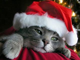 обои Christmas cat фото