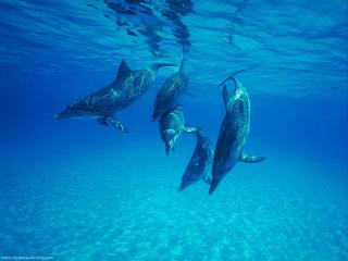 обои Дельфины под водой фото