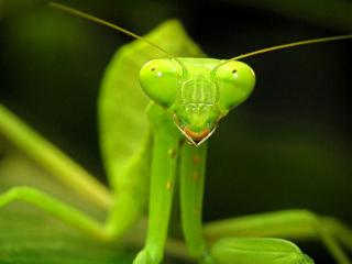 обои Praying Mantis фото