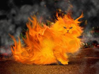 обои Огненный кот фото