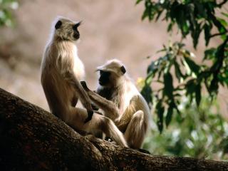 обои Langur Monkeys фото