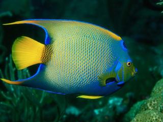 обои Сине-желтая  рыба фото