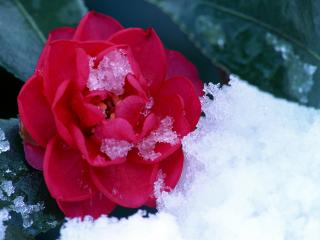 обои Цветок и снег фото