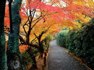 обои Осенние цвета в Киото фото