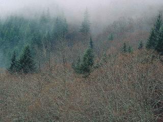 обои Деревья в тумане фото