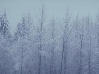 обои Зимние деревья фото