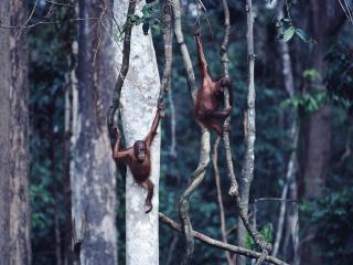 обои Молодые орангутаны фото