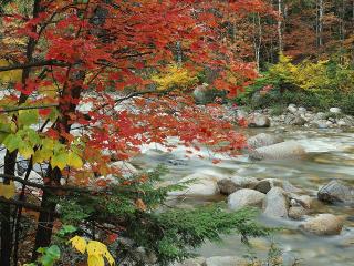 обои Осенний ручей в лесу, у красного клена фото