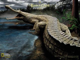 обои Огромный крокодил фото