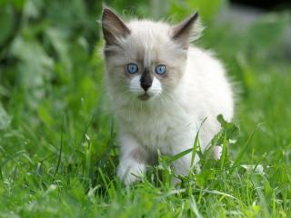 обои Голубоглазый котенок фото