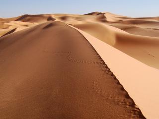 обои Песчаные дюны на востоке Алжира фото