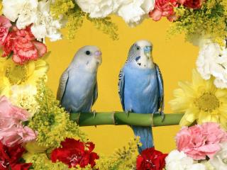 обои Волнистые попугайчики фото