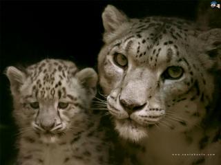 обои Снежные леопарды фото