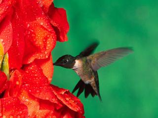 обои Male Ruby Throated Hummingbird фото