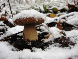 обои для рабочего стола: Белый гриб под снегом