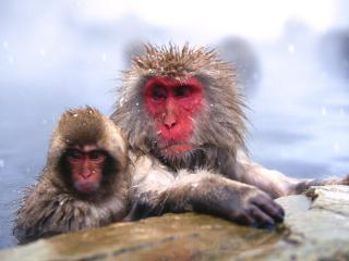 обои Краснолицые японские обезьяны фото