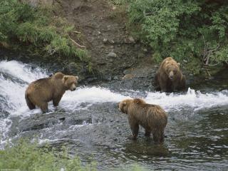 обои Медведи на рыбалке фото