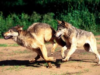 обои Бегущие волки фото