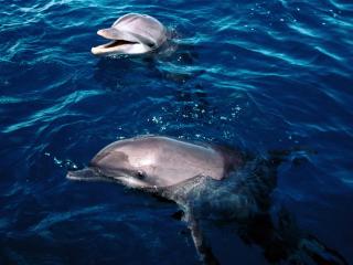 обои Радостные дельфины фото