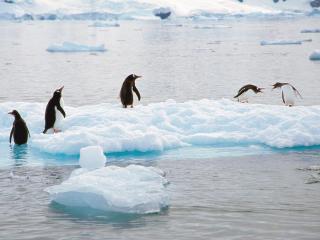 обои Пингвины на льдине фото